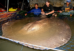 zeb hogan and team with giant freshwater stingray