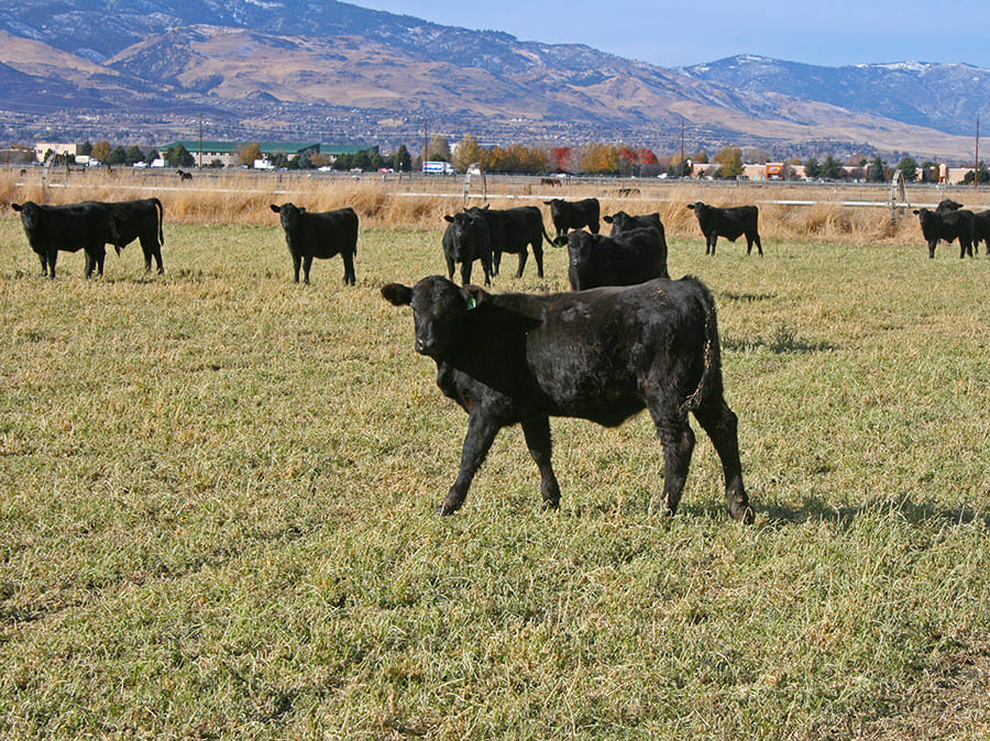 cattle grazing in field