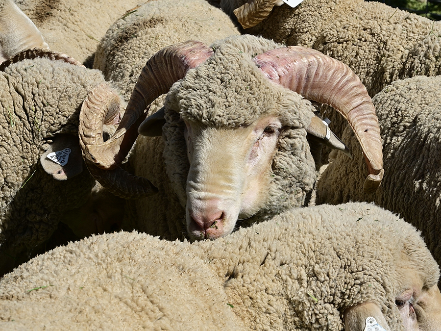 Sheep with horns