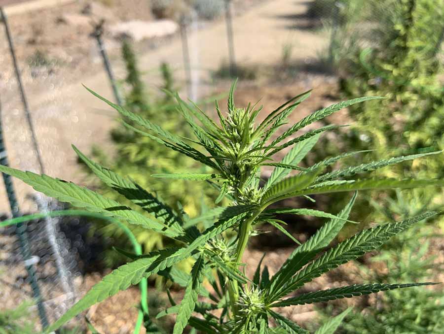 Cherry wine hemp plant