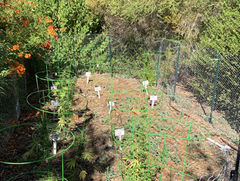 Different hemp varieties growing in an enclosed garden