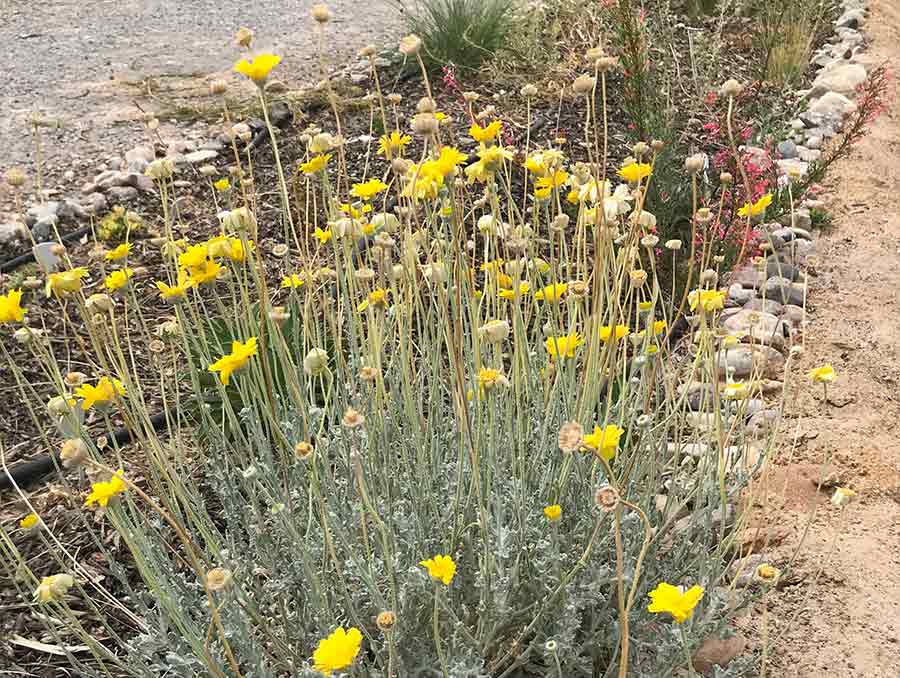 Baileya desert marigold