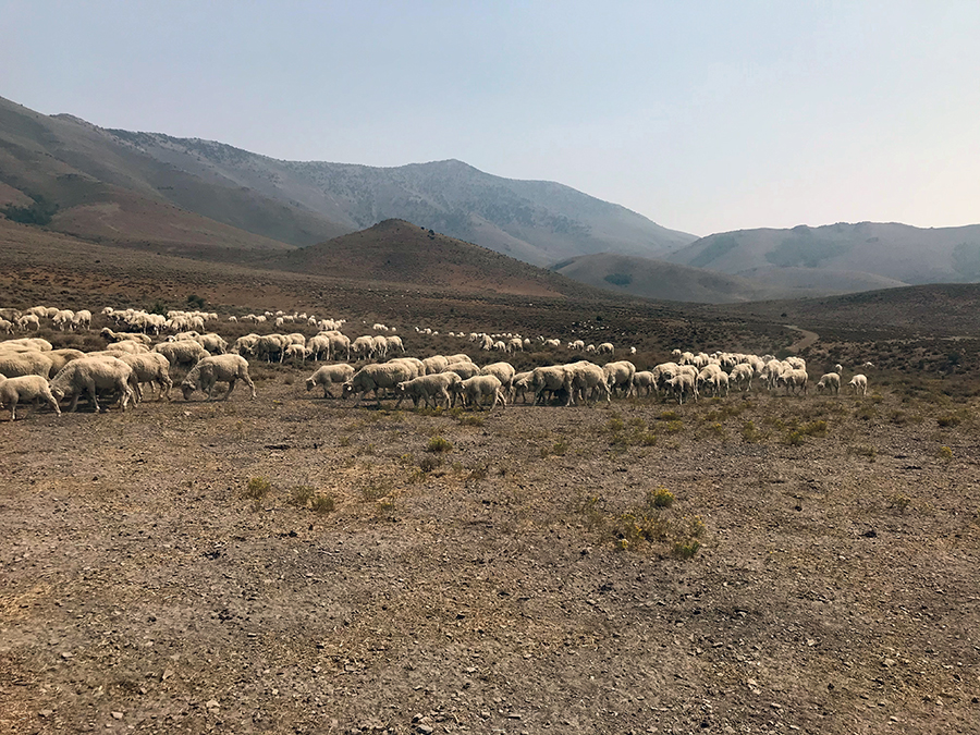 sheep grazing in Cottonwood Canyon