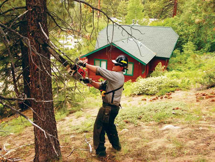 man trimming lower branches of a tree with a chainsaw