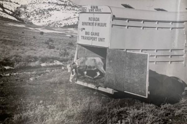 wildlife truck returning bighorn ewes to the wild.