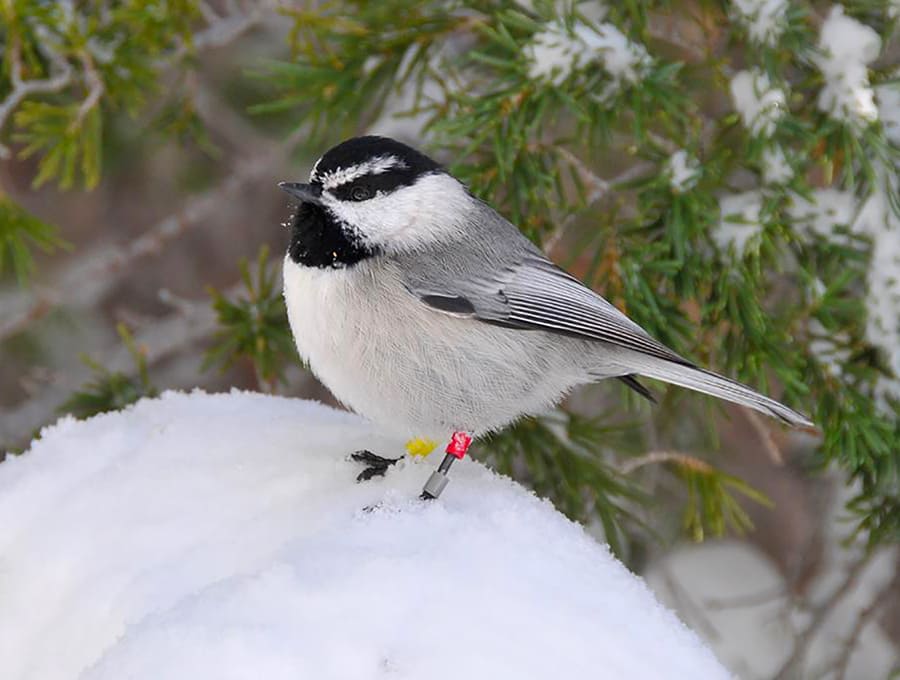 mountain chickadee standing in snow