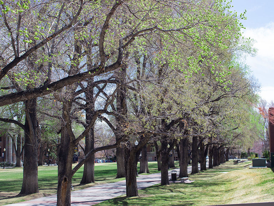 Large green elm trees in the Quad on a sunny spring day