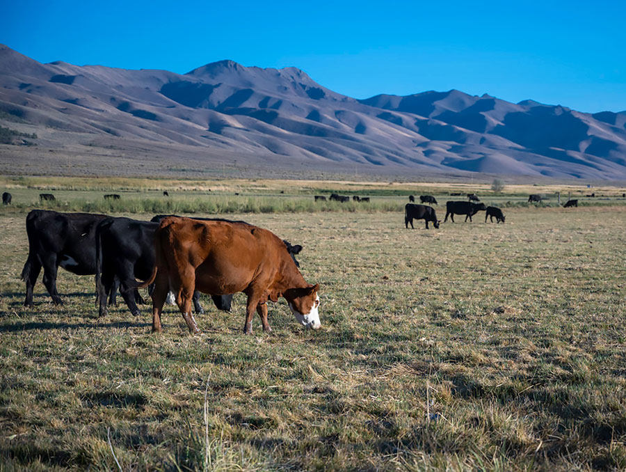 Cattle in a field at the base of a mountain.