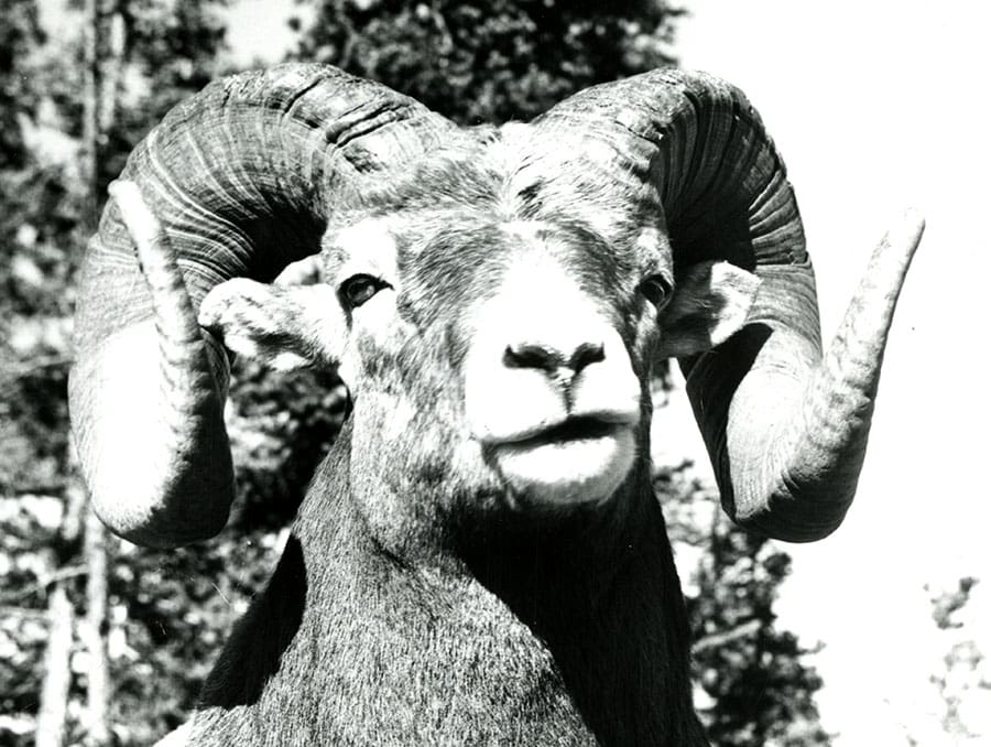 Black and white photo of a Bighorn Sheep from the James D. Yoakum Papers at the University of Nevada, Reno. 