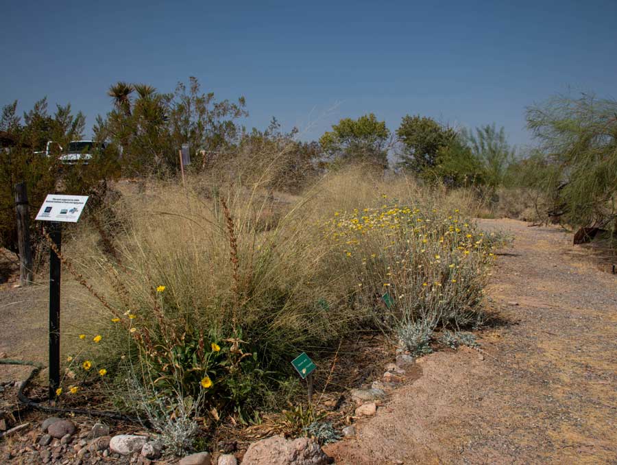 Baileya multiradiata at the Lost City Museum pollinator garden. 