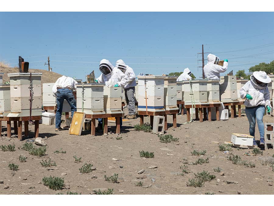 Student beekeepers work in apiary.