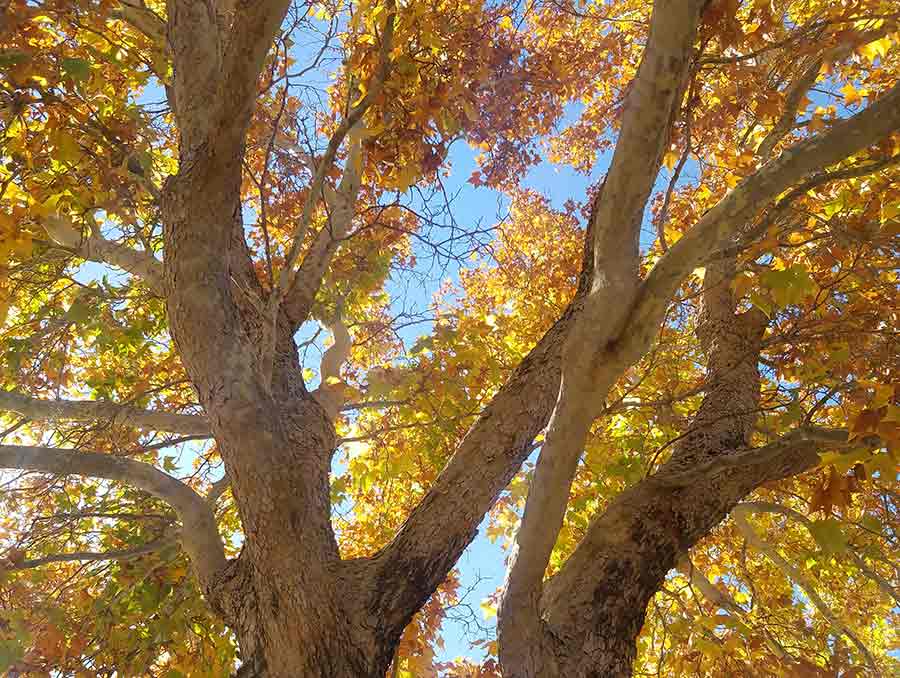 A tree with leaves of different autumn colors. 