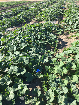 Butternut squash leaves in a garden.