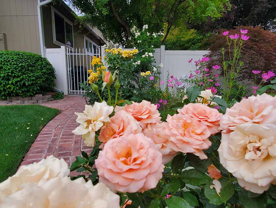 Pink flowers lining a brick walkway. 