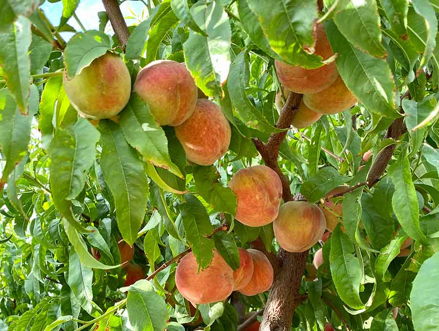 Peach tree with multiple ripe peaches. 