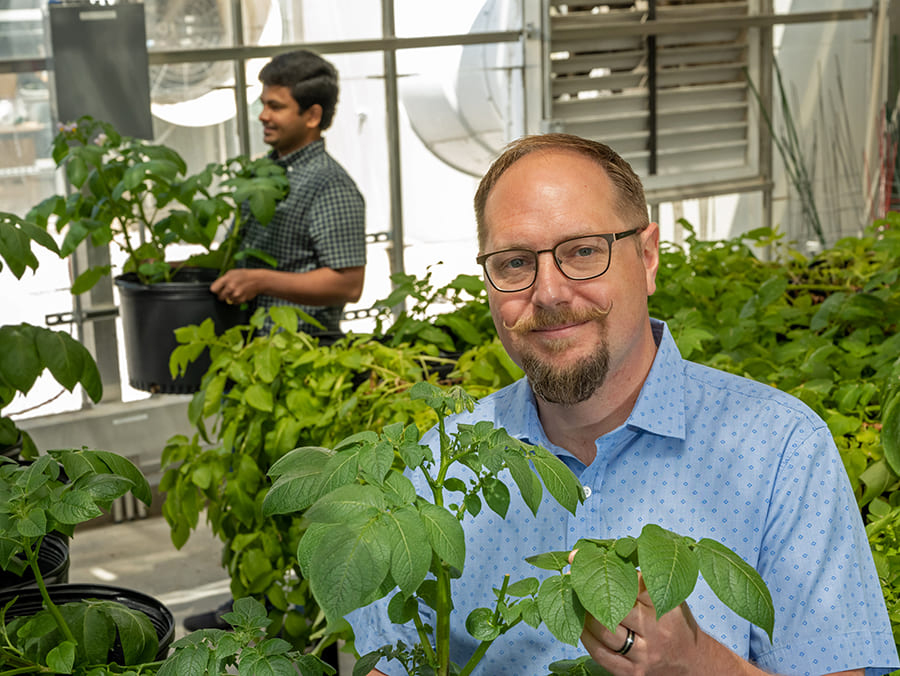 dylan kosma in greenhouse with potato plants