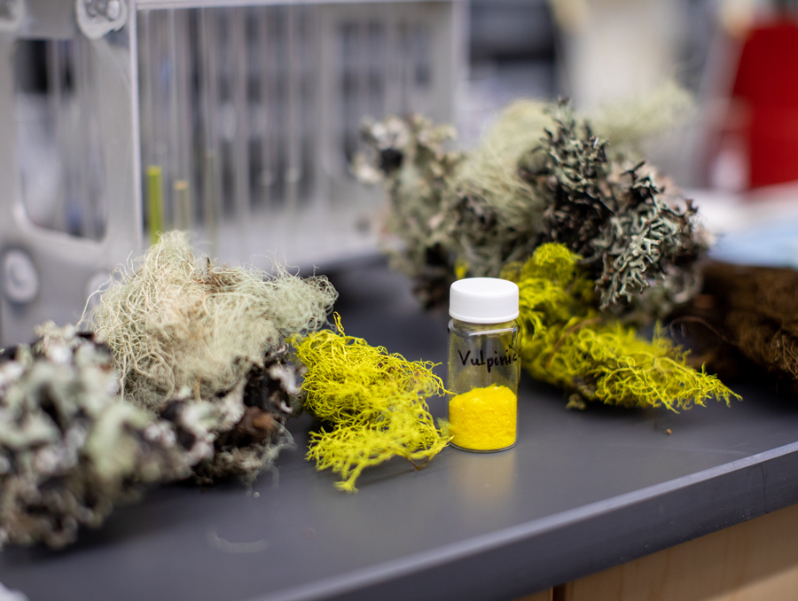 A vial of bright yellow crystalline vulpinic acid sits on a lab bench next to various fuzzy lichens.