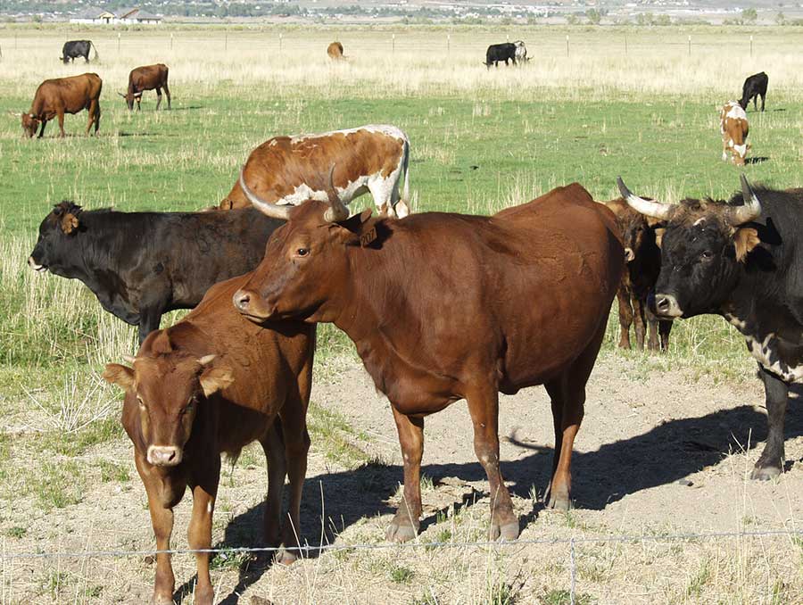 Cattle grazing on a ranch. 