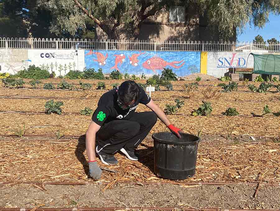 4-H AmeriCorps member picking weeds in a field. 