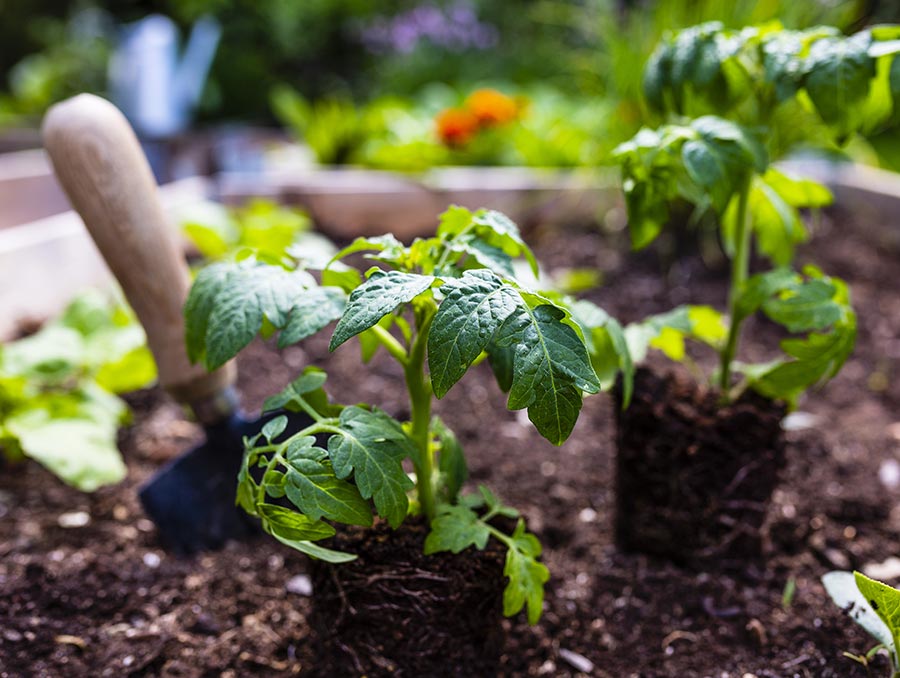 Small plants in a plot of soil with a spade