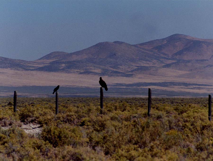 Dann Ranch landscape image with crows on fence posts in foreground and mountains in background