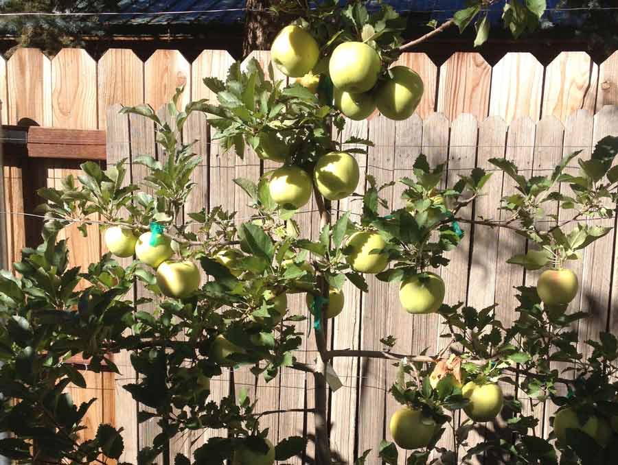 Grimes golden apples on a young tree.