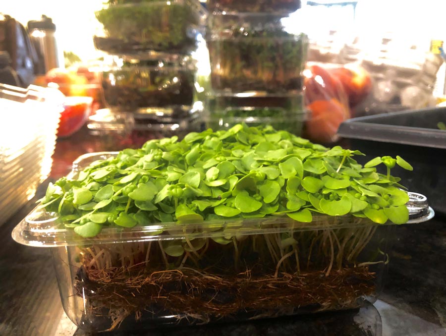 genovese basil growing in a plastic food container