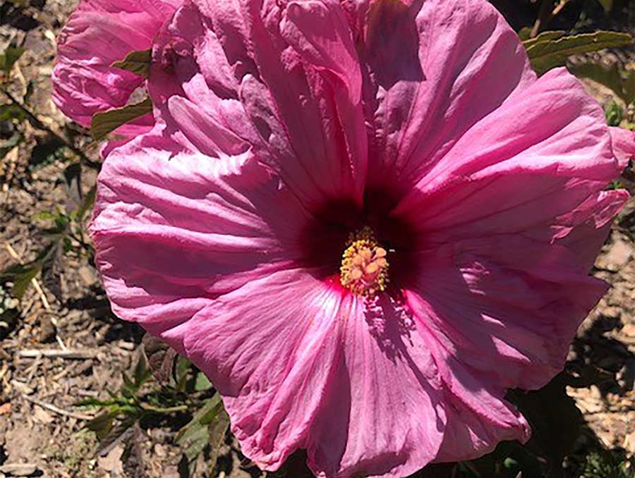 pink hibiscus flower