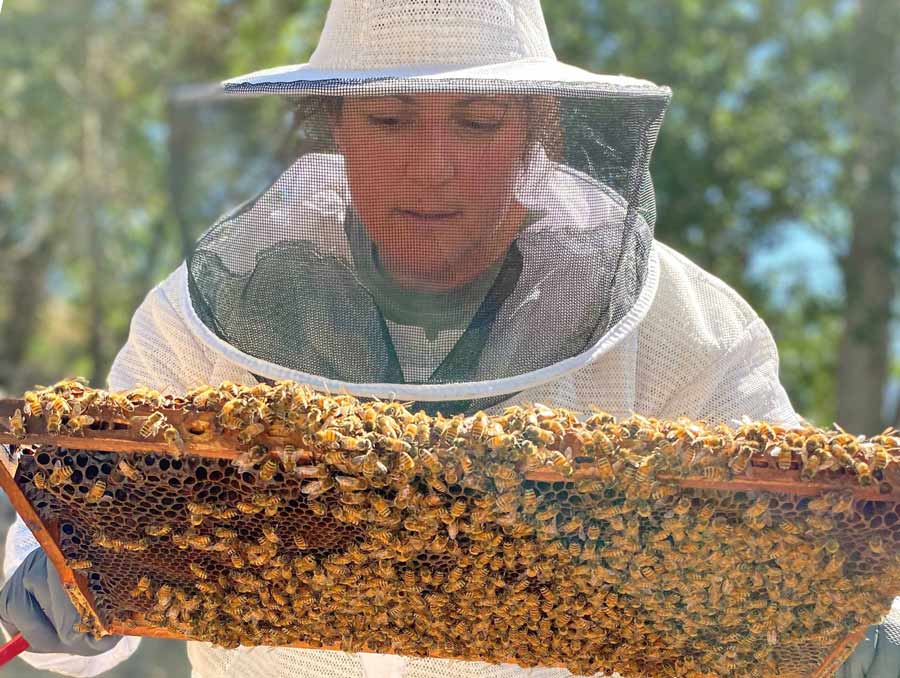 a person wearing a beekeeping suit and handling a beehive frame covered with honeybees