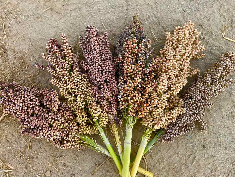 A bouquet of different sorghum varieties.