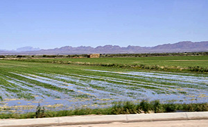 flood irrigated fields