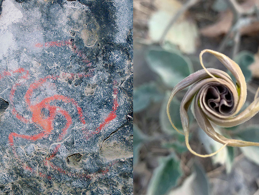 Datura rock art drawing next to Datura flower