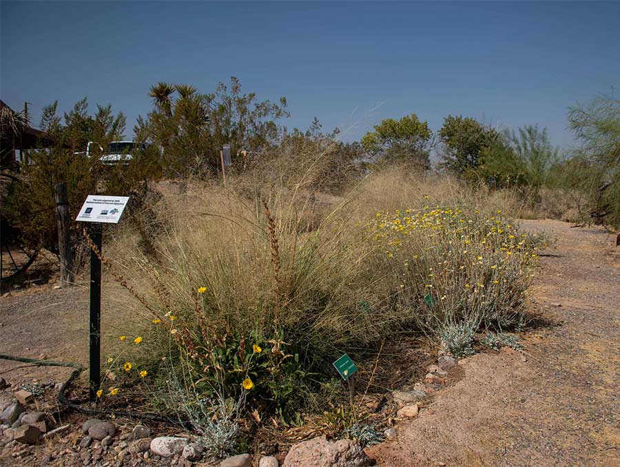 A pollinator garden bordered by rocks and surrounded by a naturally landscaped park grows wild, sending up a variety of flowers.