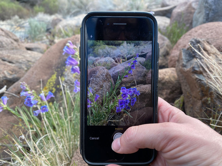 A hand holds an iPhone taking a. photo of a flower.