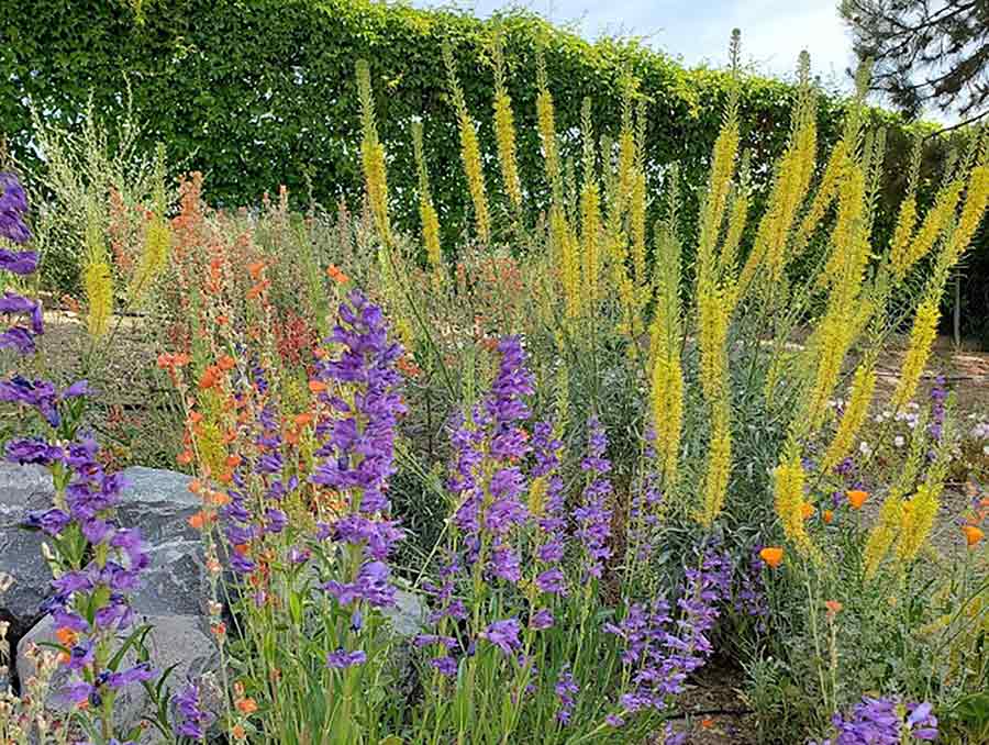A variety of native plants in a garden.