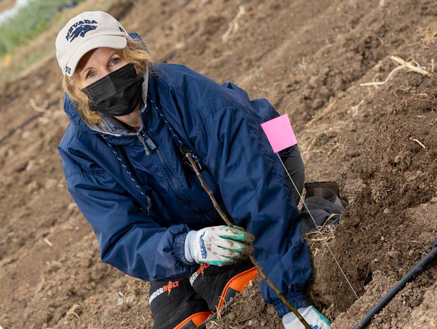 A woman planting a young apple tree.