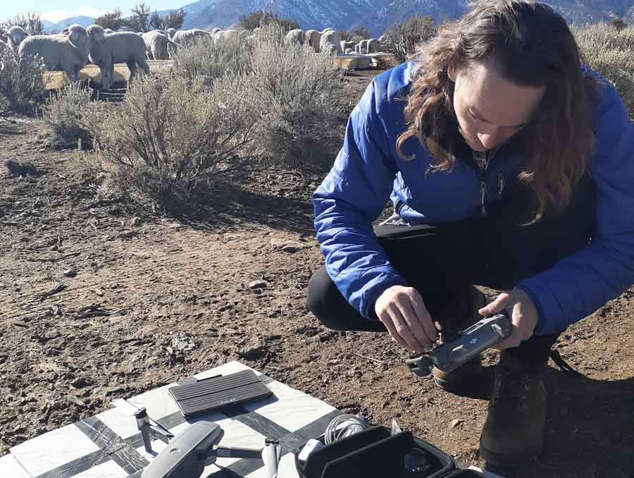 Rangeland Ecologist Joseph Domer prepares a drone from a pasture where sheep are grazing.