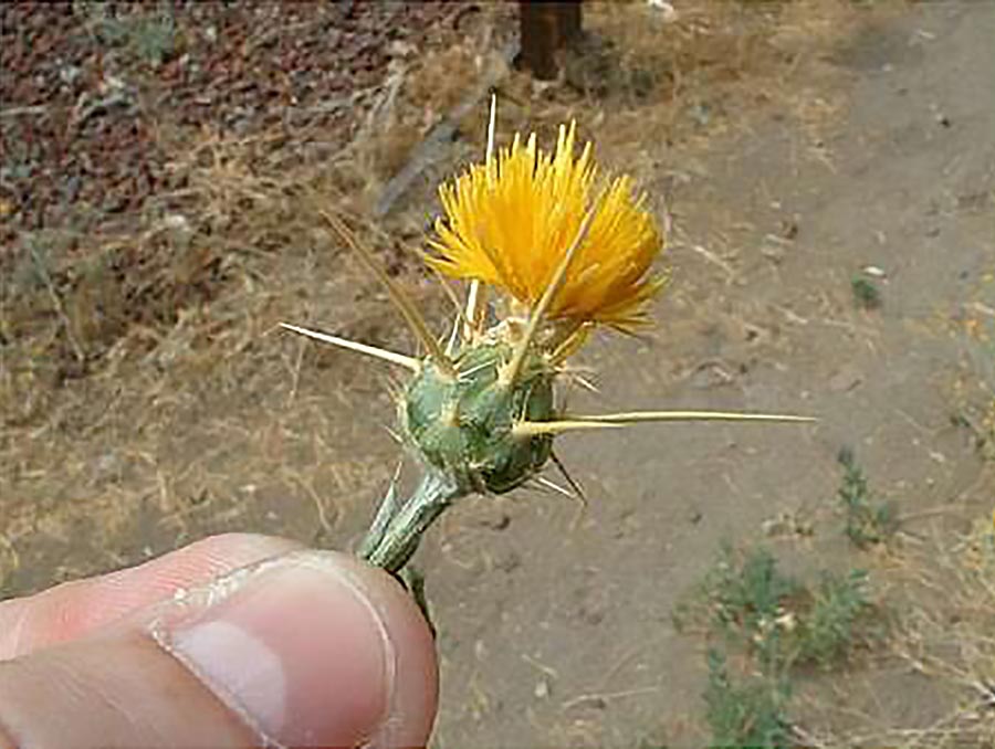 A close-up of a hand holding a yellow star-thistle weed. 