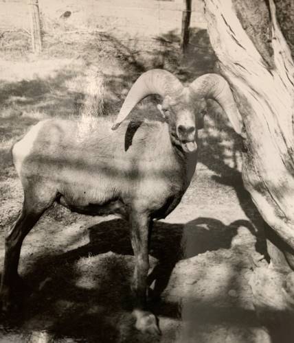 Bighorn ram resting in a shady spot