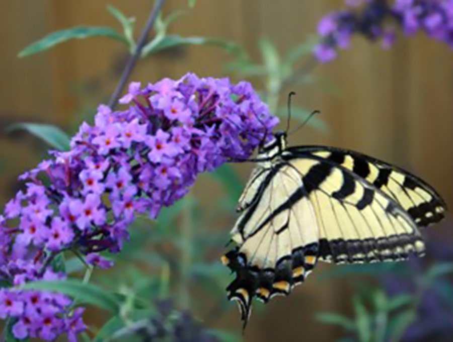 Butterfly on purple flowers.