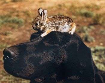 Black labrador retriever dog with a baby rabbit on top of it's head