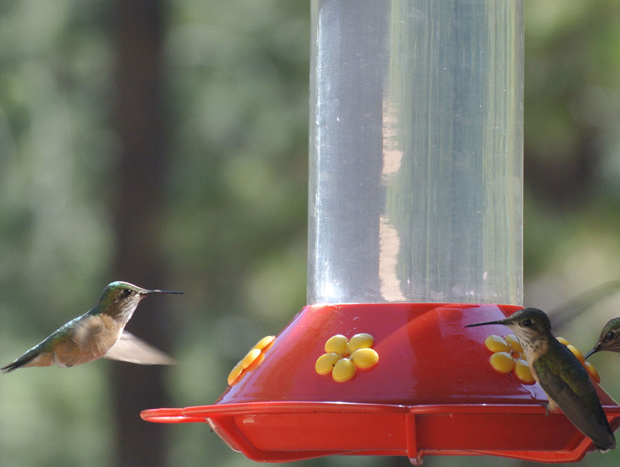 hummingbirds at a bird feeder.