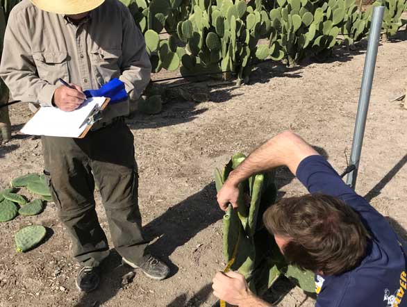 Man writing on a clipboard while another man uses a measuring tape to measure a spineless cactus pad.