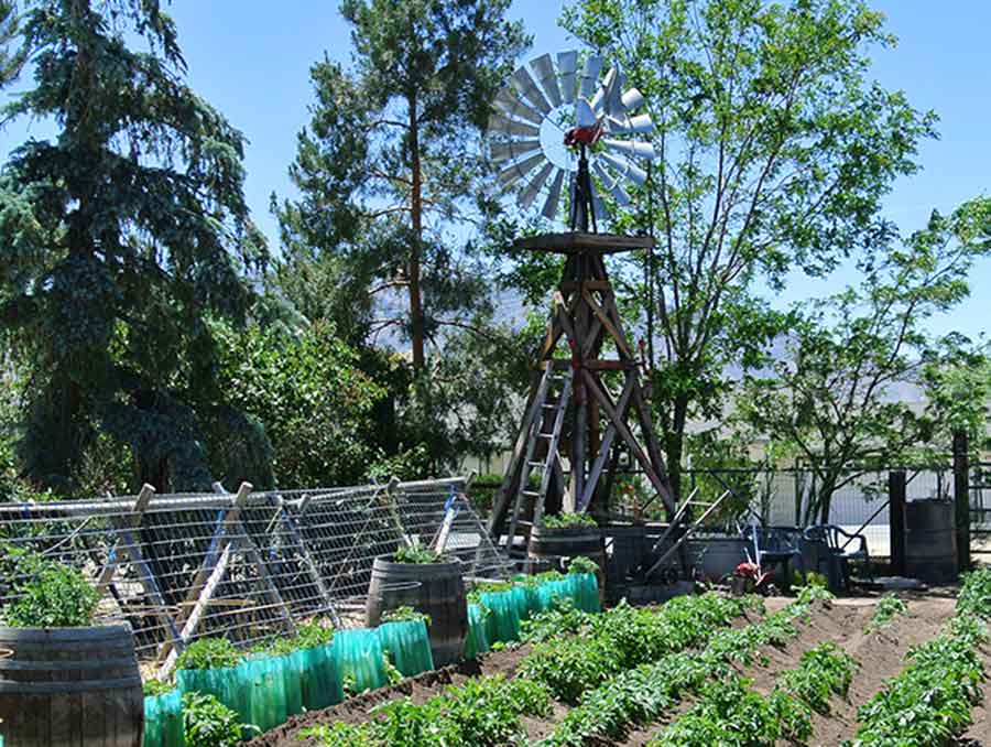 Windmill overlooking rows of garden beds. 