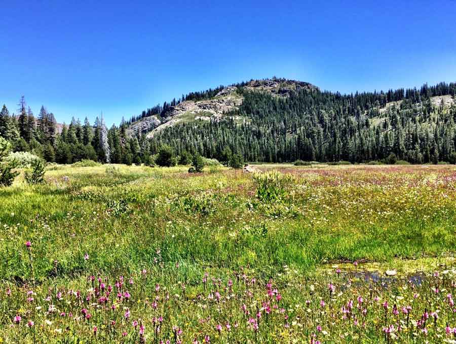 A meadow in the Sierra Nevada mountains.