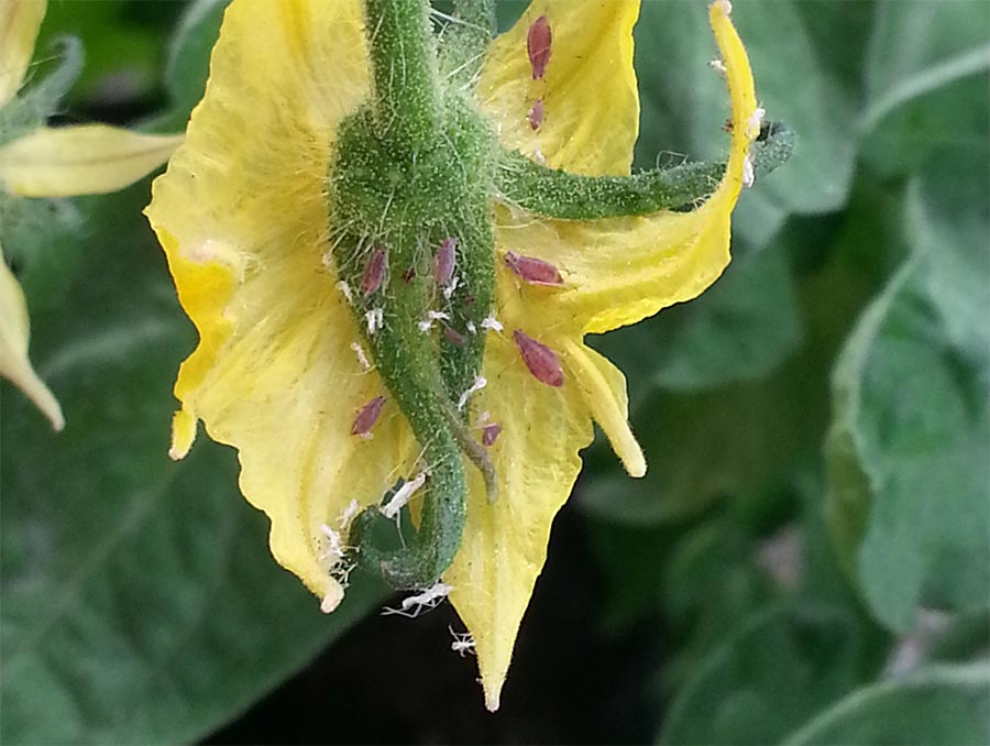 Aphids eating a tomato plant's flower.