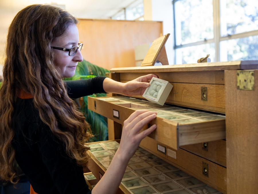 Elizabeth Leger opens a drawer containing boxed bird eggs