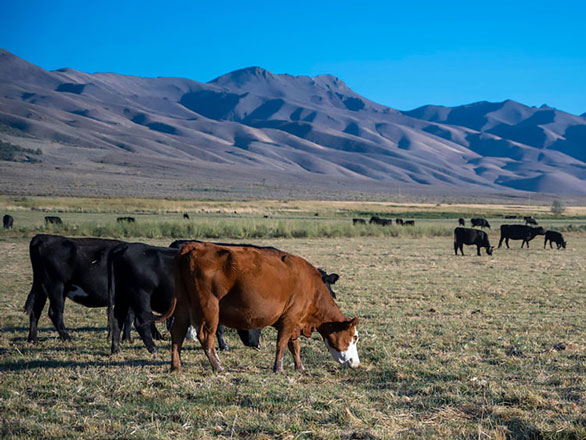 Cattle grazing at the Gund Ranch Research & Training Center.