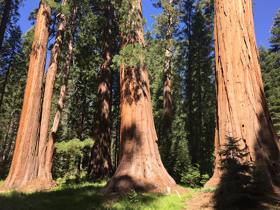 sequoia tree height