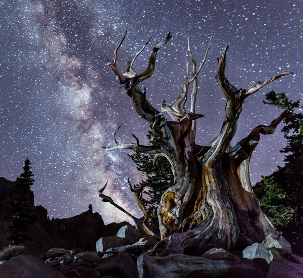 A bristlecone pine is silhouetted against a starry sky.
